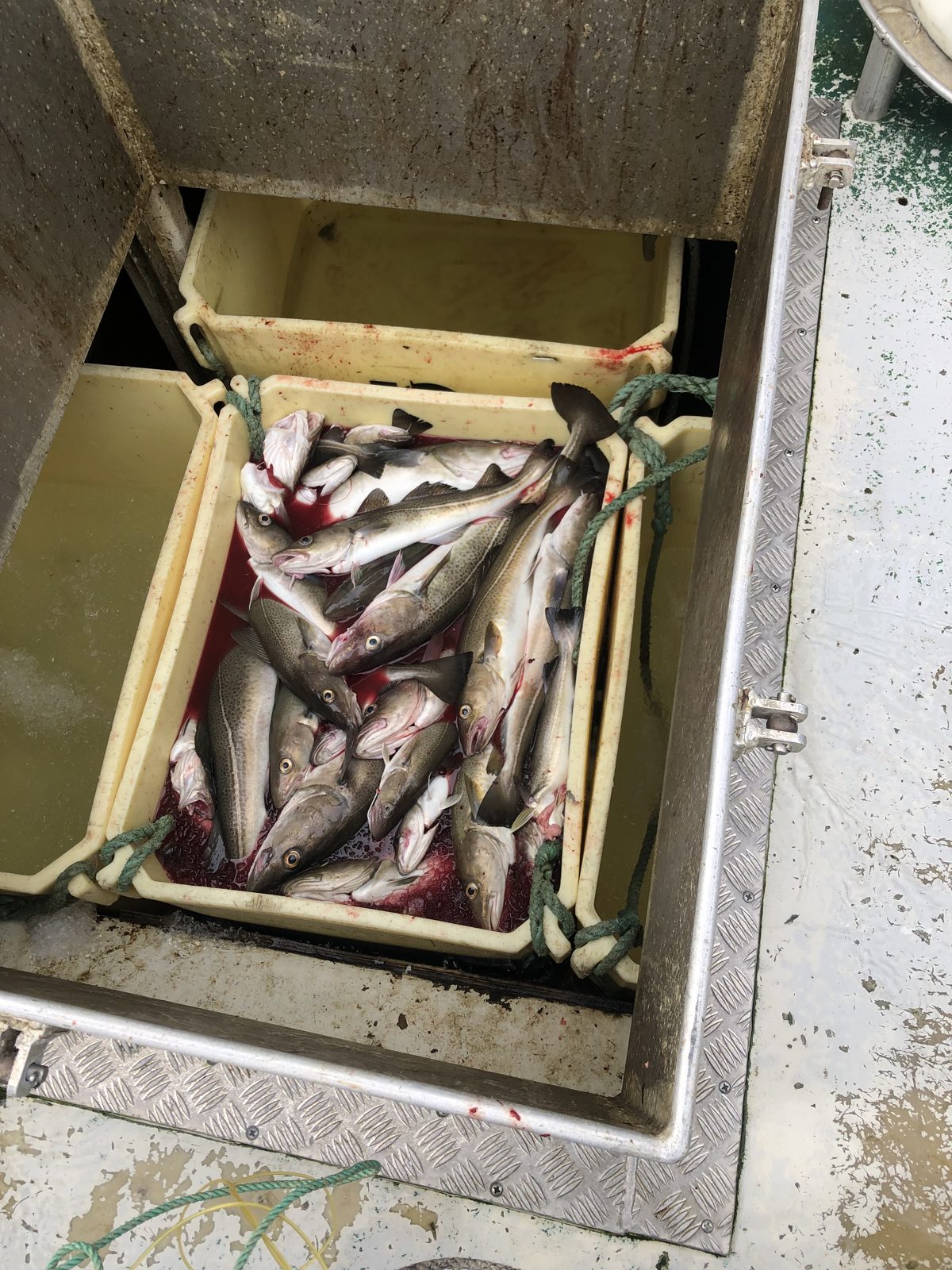 A box full of freshly caught fish